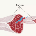 Пост-словарик: Что такое фасция и почему о ней все говорят? 📖🧠